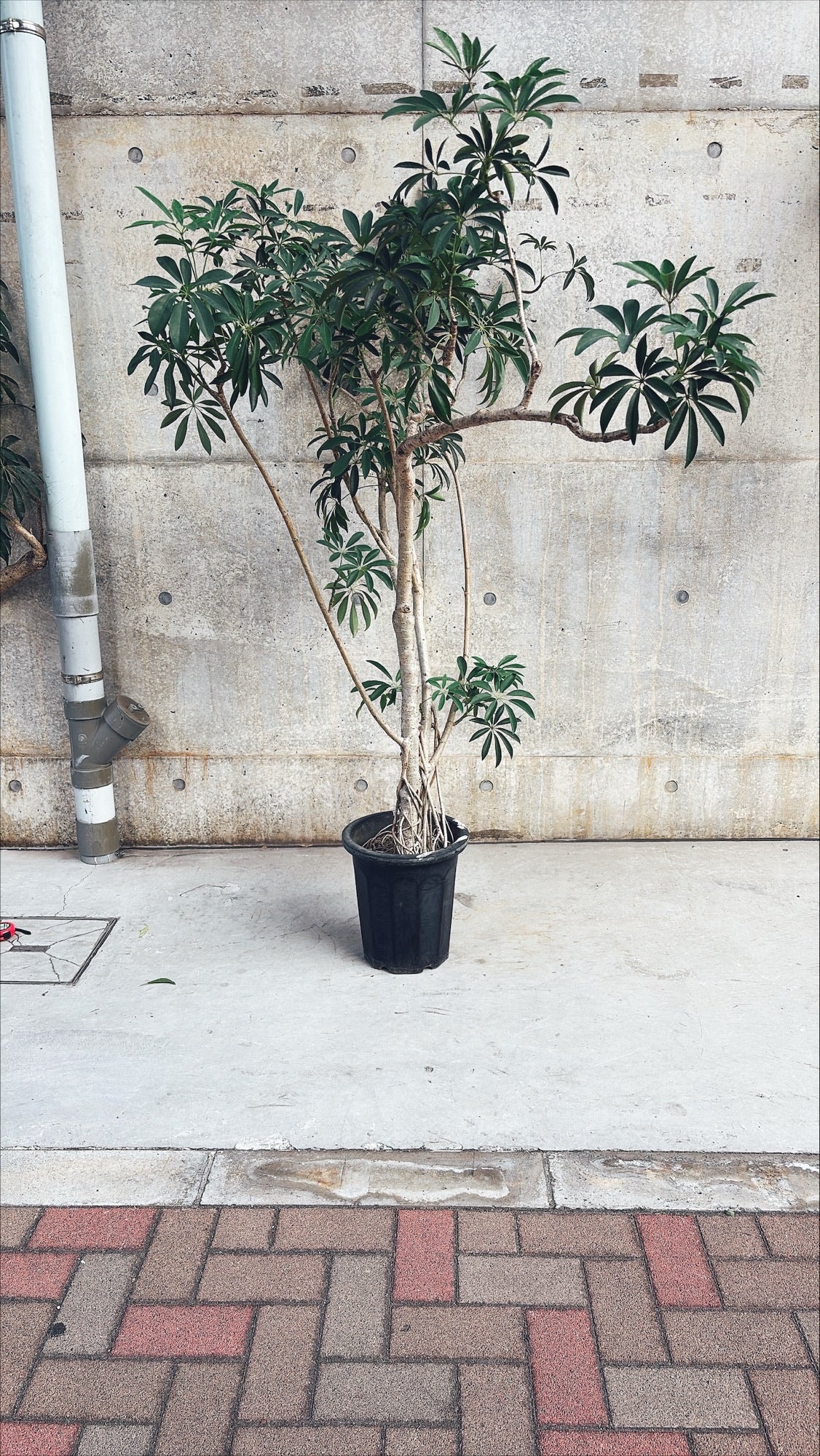 【東京都23区内の方のみ購入可】【送料無料】シェフレラ 10号D