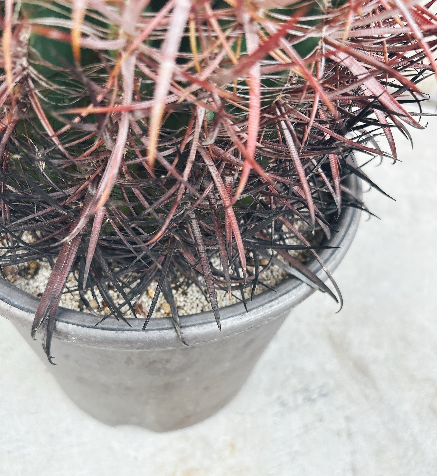 東京都23区内の方のみ購入可】【送料無料】 サボテン 鯱頭(シャチガシラ)