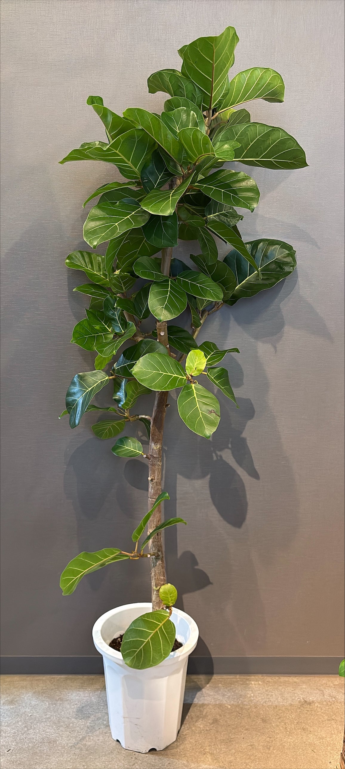 東京都23区内の方のみ購入可】【送料無料】 フィカス アフリカン