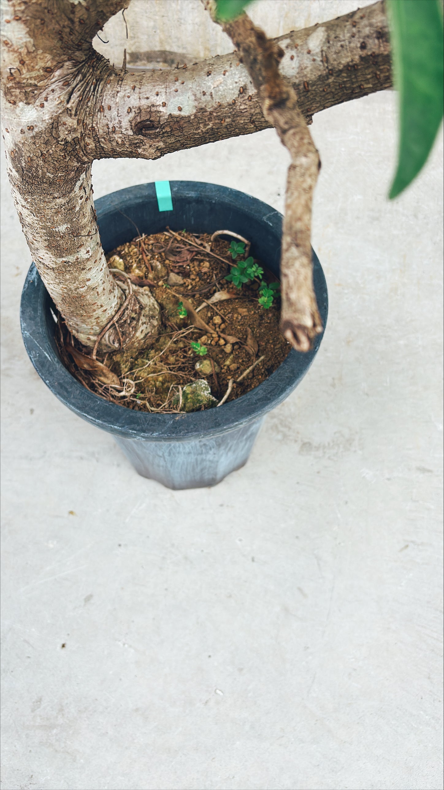 【東京都23区内の方のみ購入可】【送料無料】 シェフレラ 10号 A