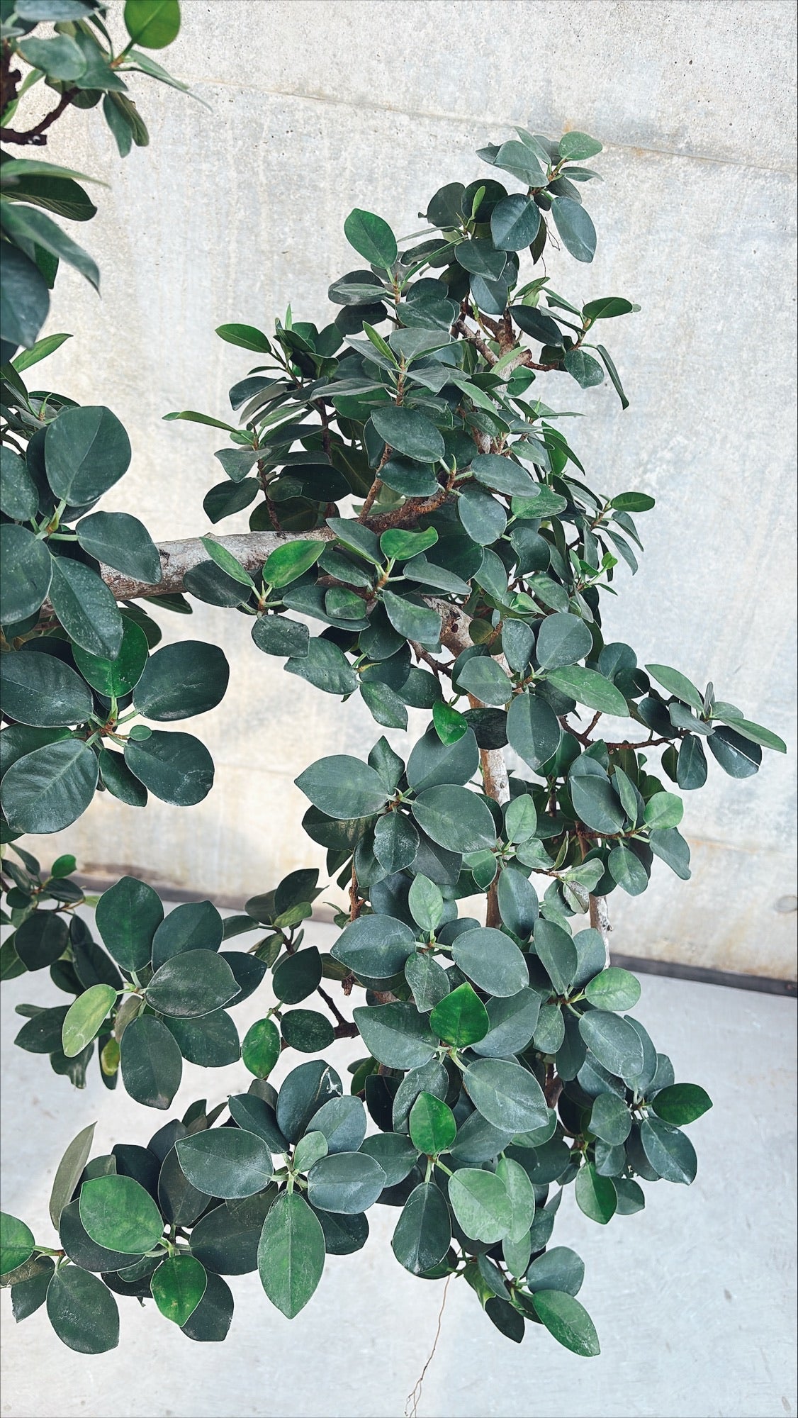 【東京都23区内の方のみ購入可】【送料無料】 パンダガジュマル (曲がり) 10号