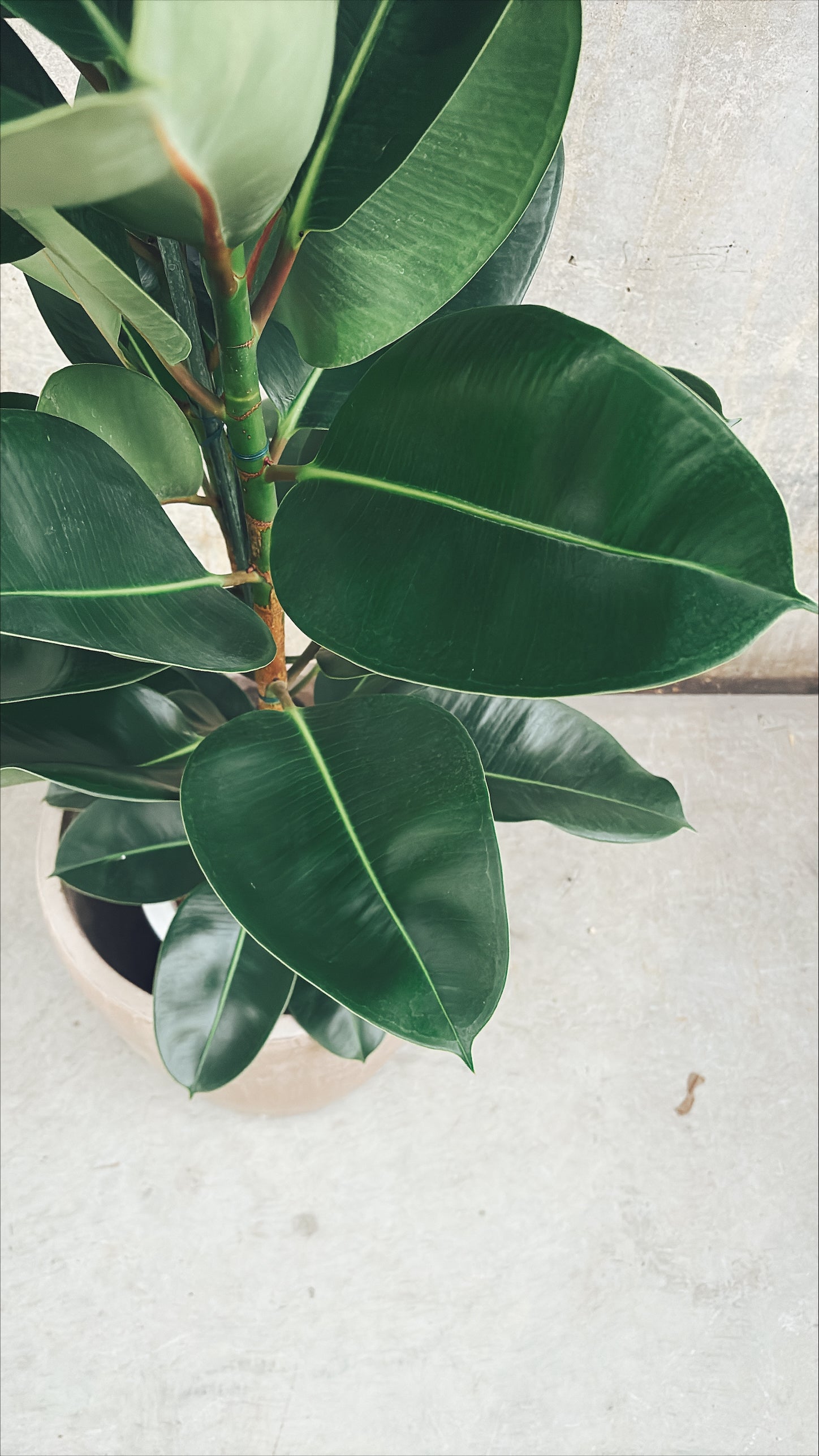 【東京都23区内の方のみ購入可】【送料無料】 フィカス ロブスター 10号