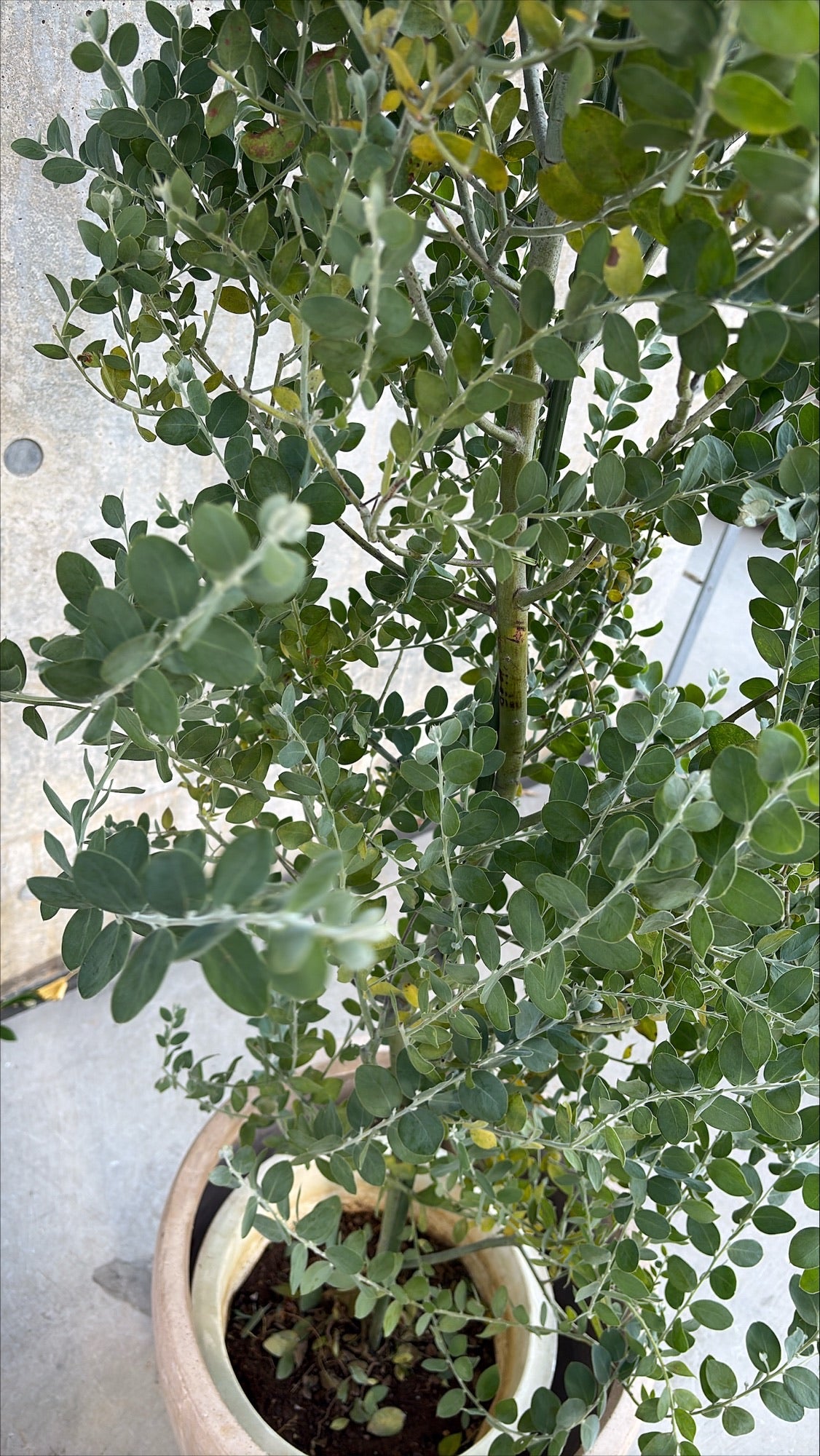 【東京都23区内の方のみ購入可】【送料無料】  アカシア ポダリリーフォリア 10号