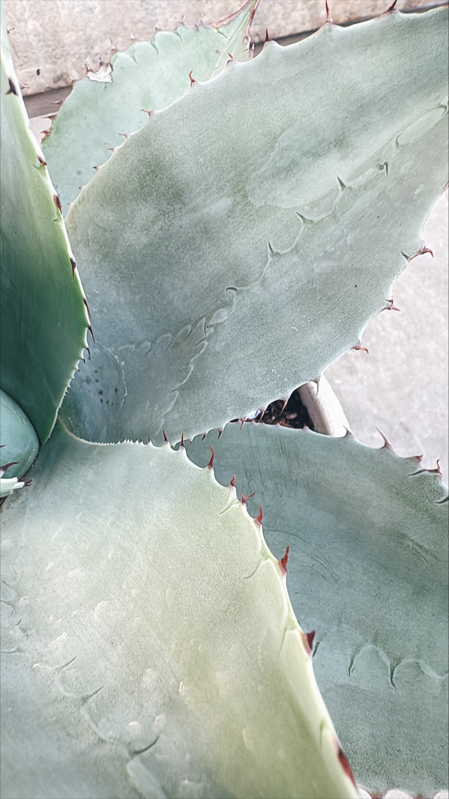 【東京都23区内の方のみ購入可】【送料無料】