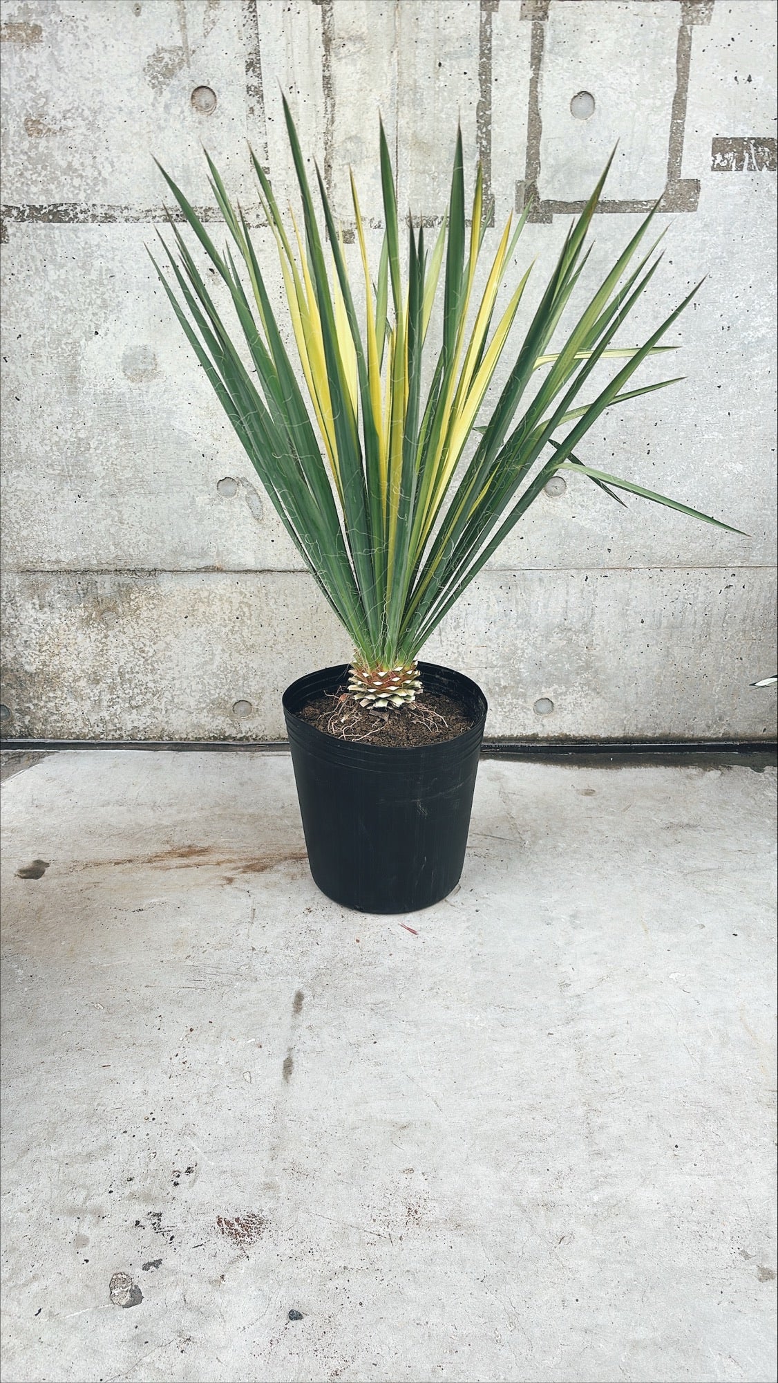 【東京都23区内の方のみ購入可】【送料無料】 ユッカ ゴールデンソード 10号鉢