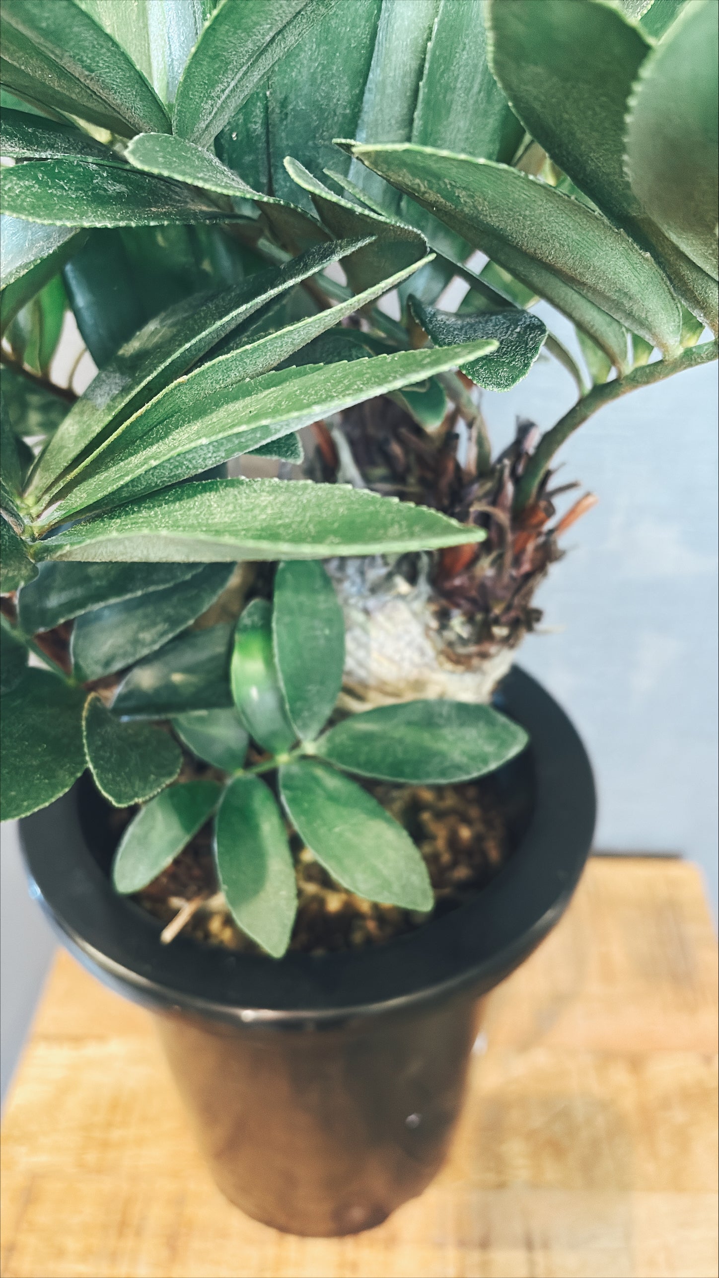 【東京都23区内の方のみ購入可】【送料無料】ザミア 7号鉢