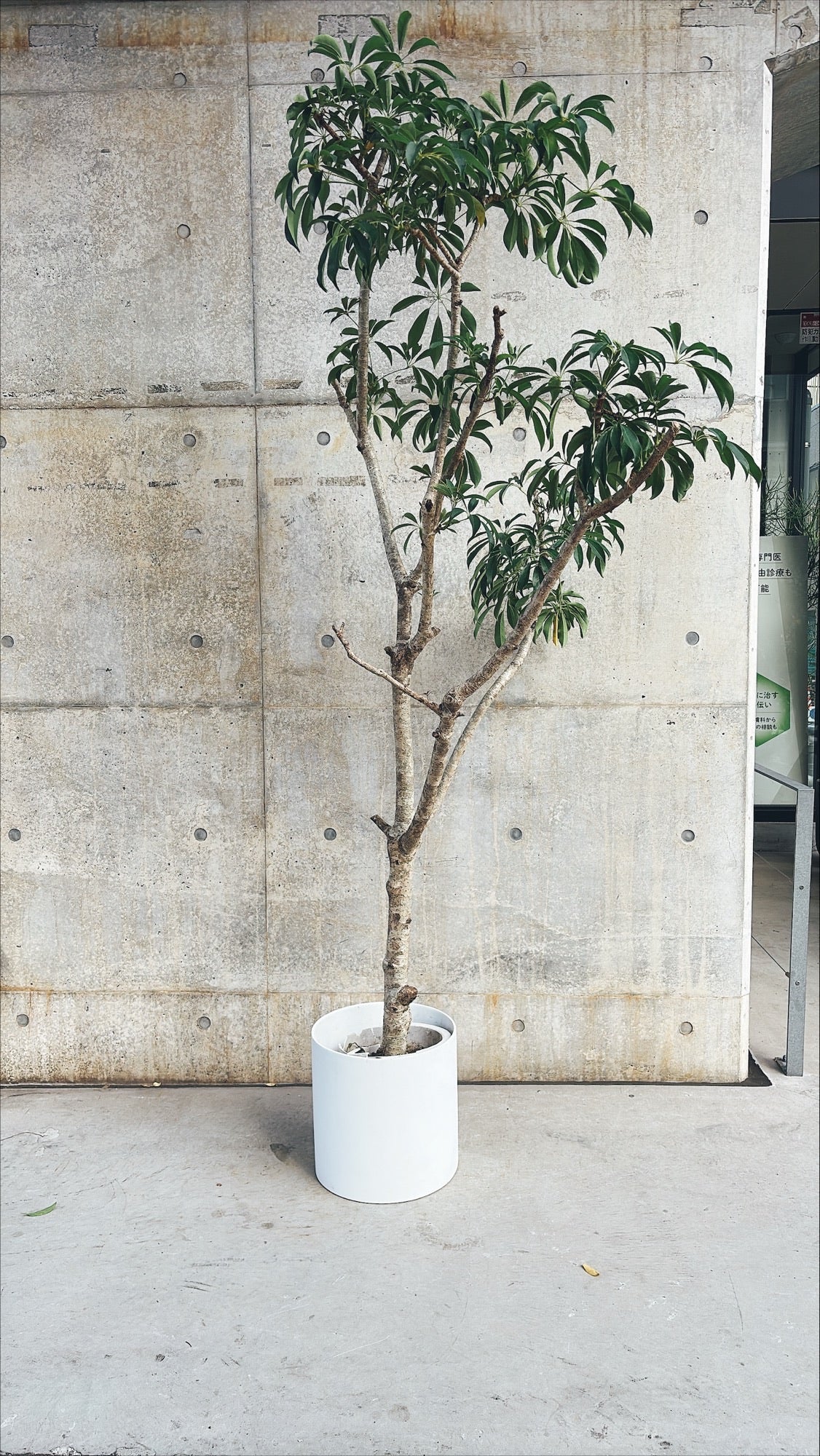 【東京都23区内の方のみ購入可】【送料無料】シェフレラ 10号E 器付き