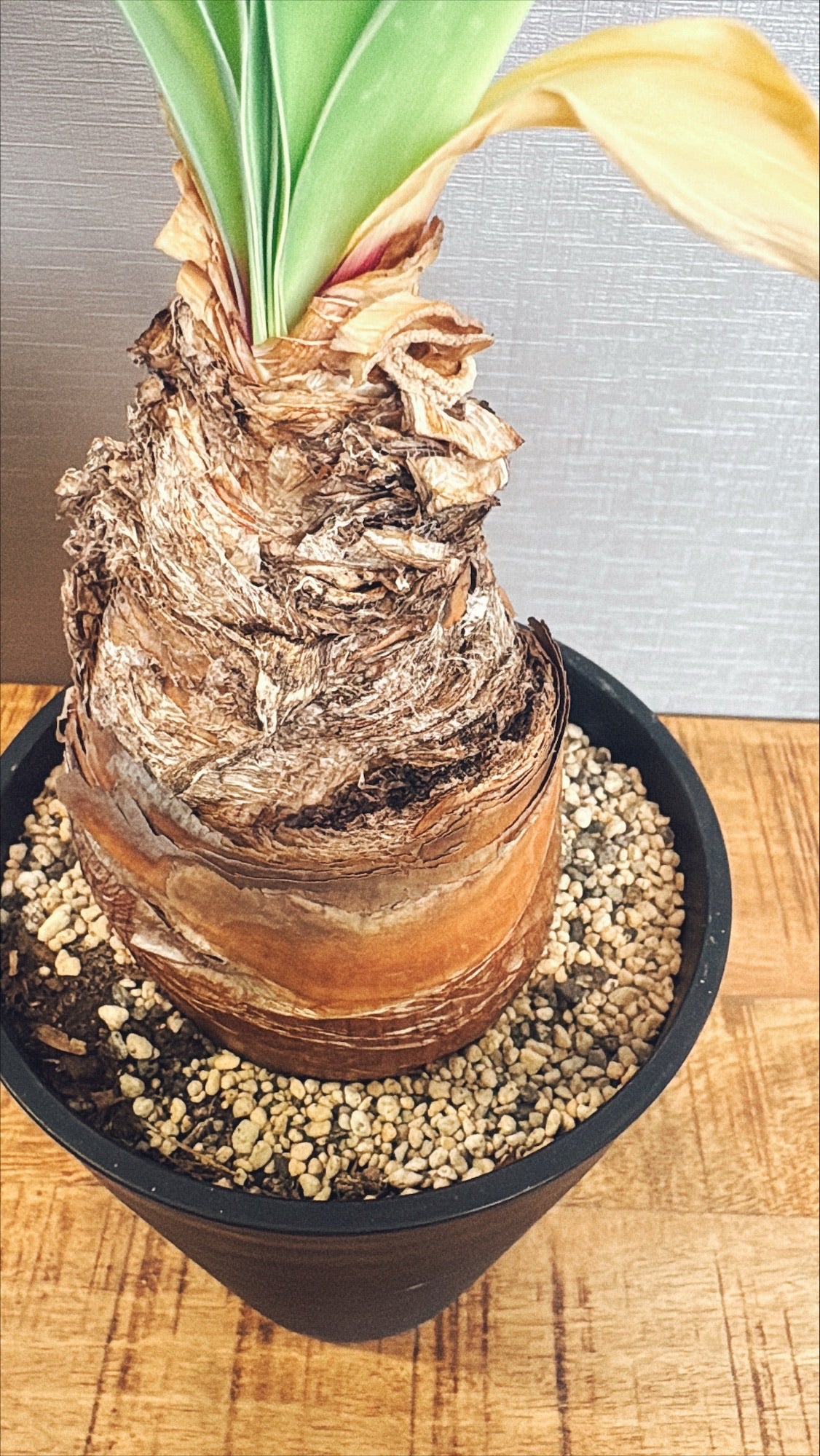 【東京都23区内の方のみ購入可】【送料無料】ブーファンディスティチャ 4号鉢C