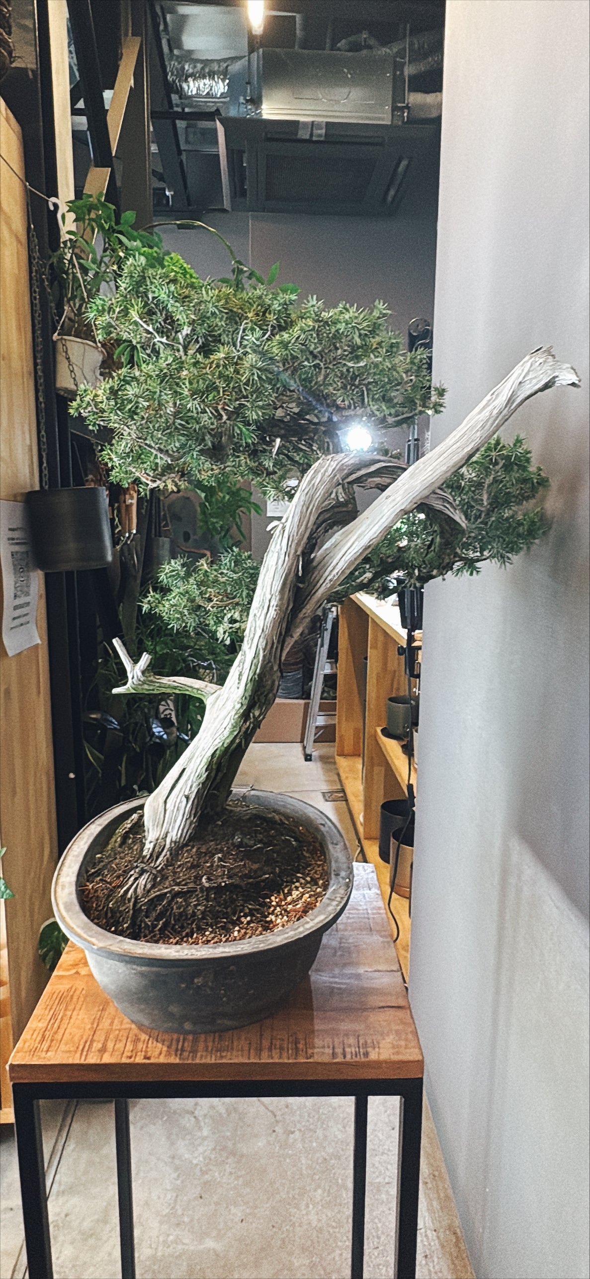 【東京都23区内の方のみ購入可】【送料無料】 盆栽 杜松(ネズ) 12号鉢