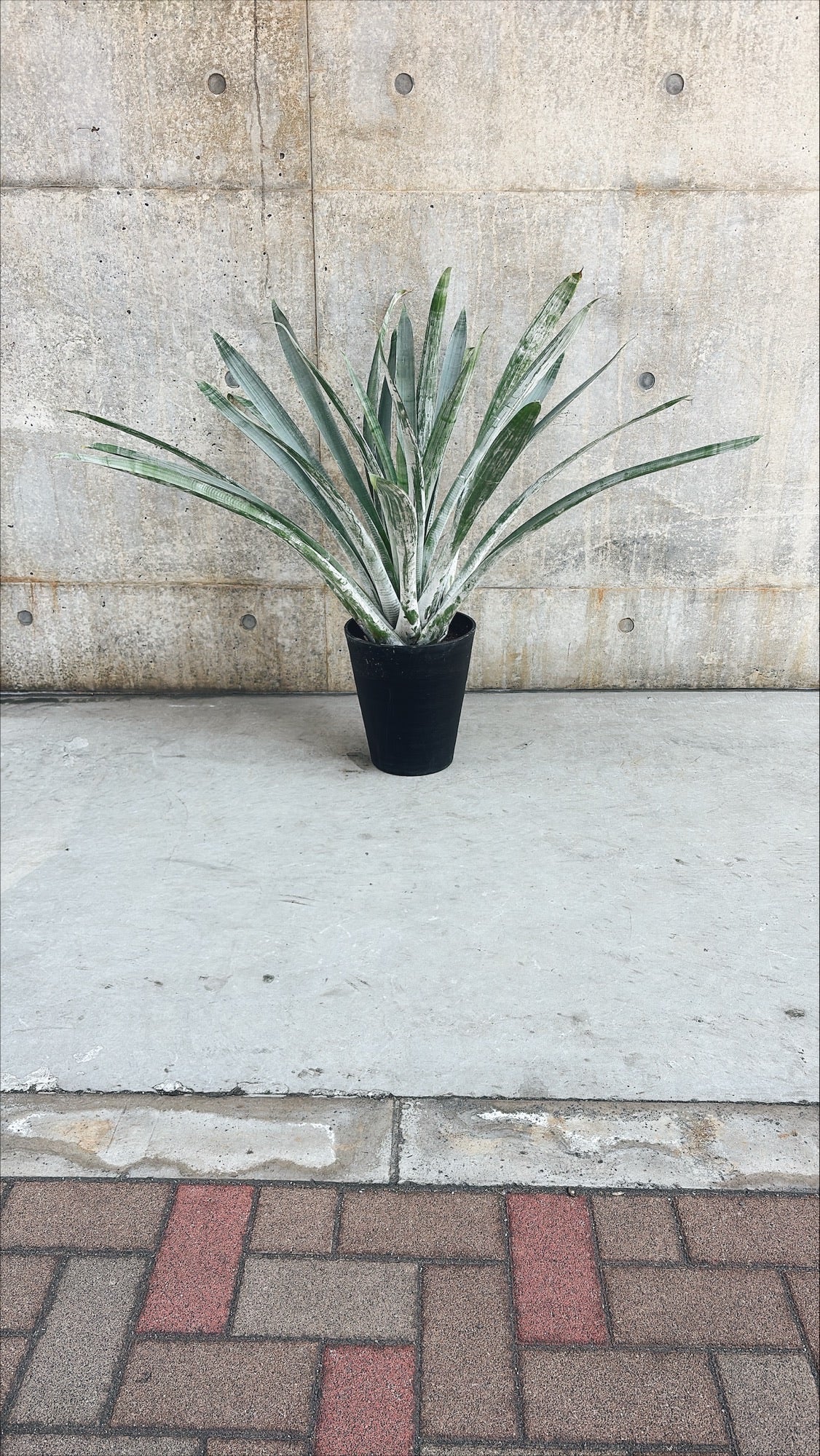 【東京都23区内の方のみ購入可】【送料無料】アルカンタレア オドラータ 9号