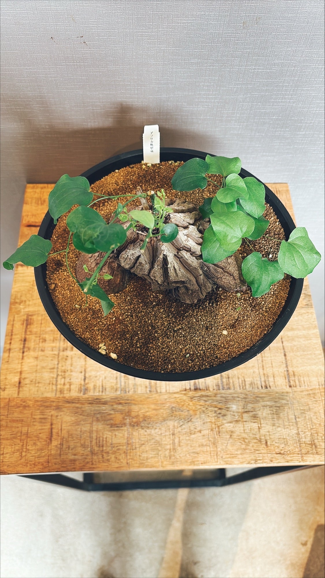 【東京都23区内の方のみ購入可】【送料無料】 亀甲竜(ディオスコレア・エレファンティペス) 8号鉢