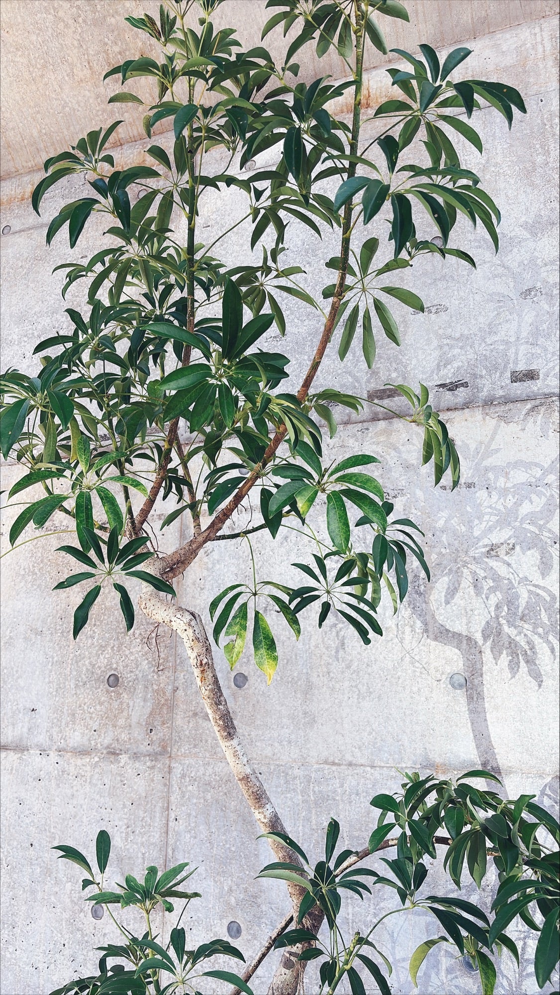 【東京都23区内の方のみ購入可】【送料無料】 シェフレラ 10号H