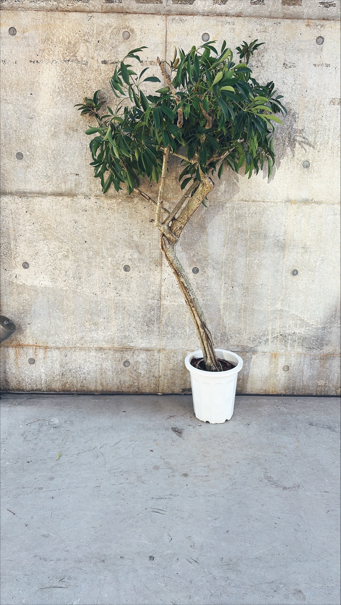 【東京都23区内の方のみ購入可】【送料無料】シェフレラ 10号J