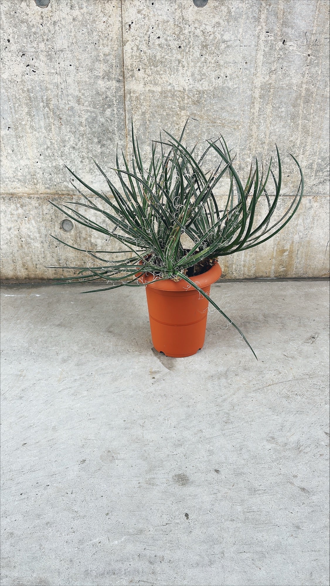 【東京都23区内の方のみ購入可】【送料無料】 アガベ・ゲミニフローラ 7号