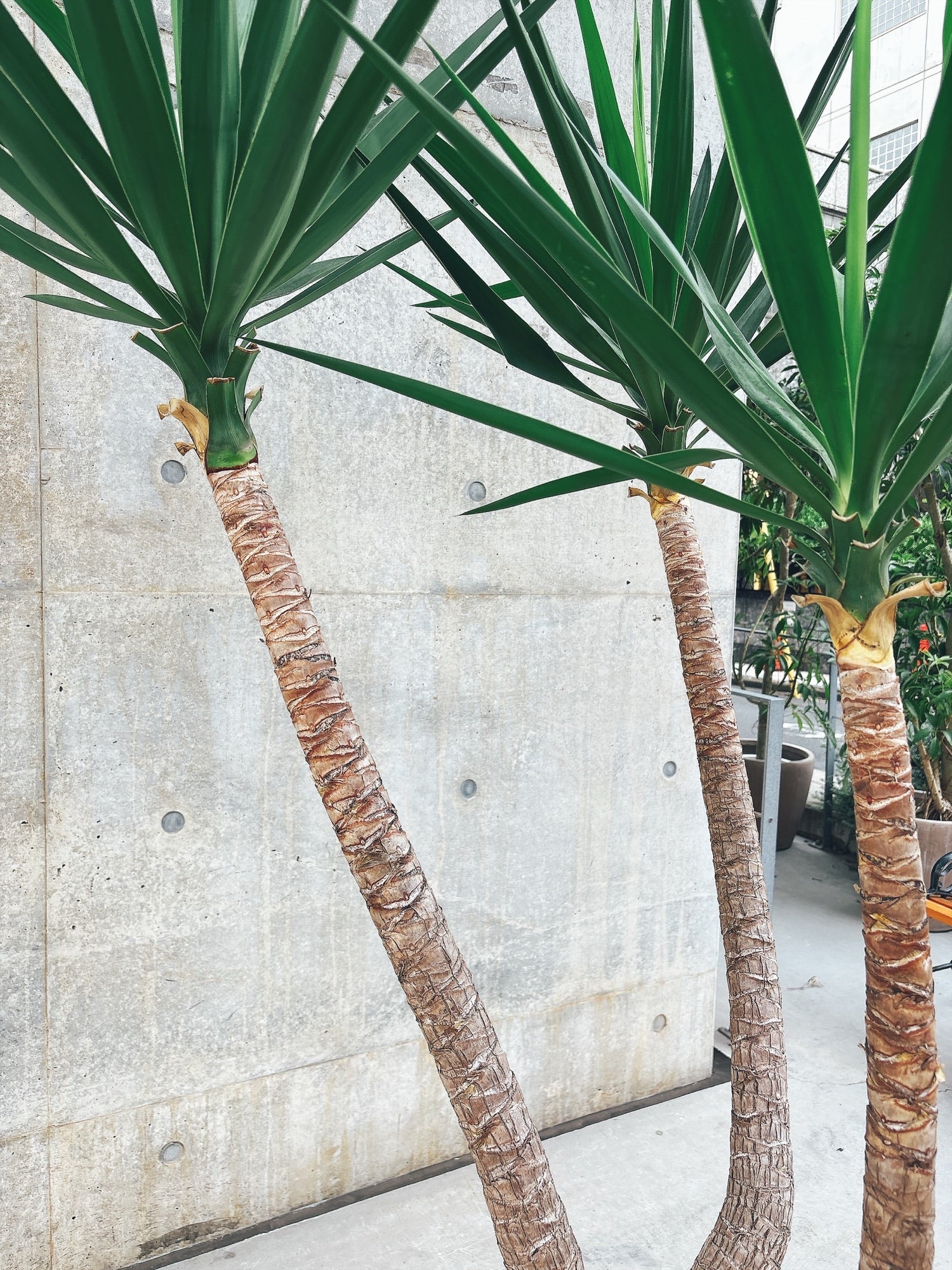 東京都23区内の方のみ購入可】【送料無料】 ユッカ エレファンティペス