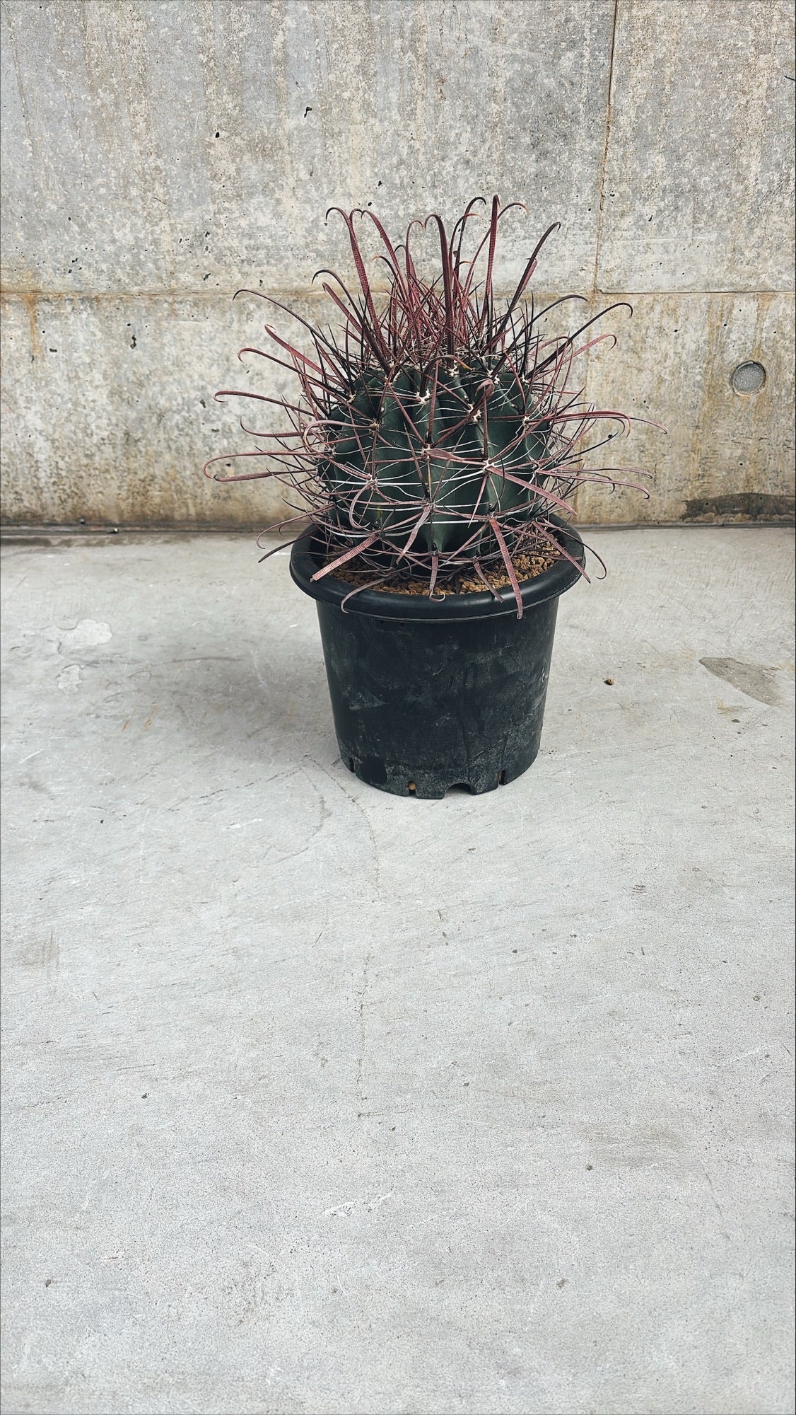 【東京都23区内の方のみ購入可】【送料無料】 サボテン 偉冠竜 9号