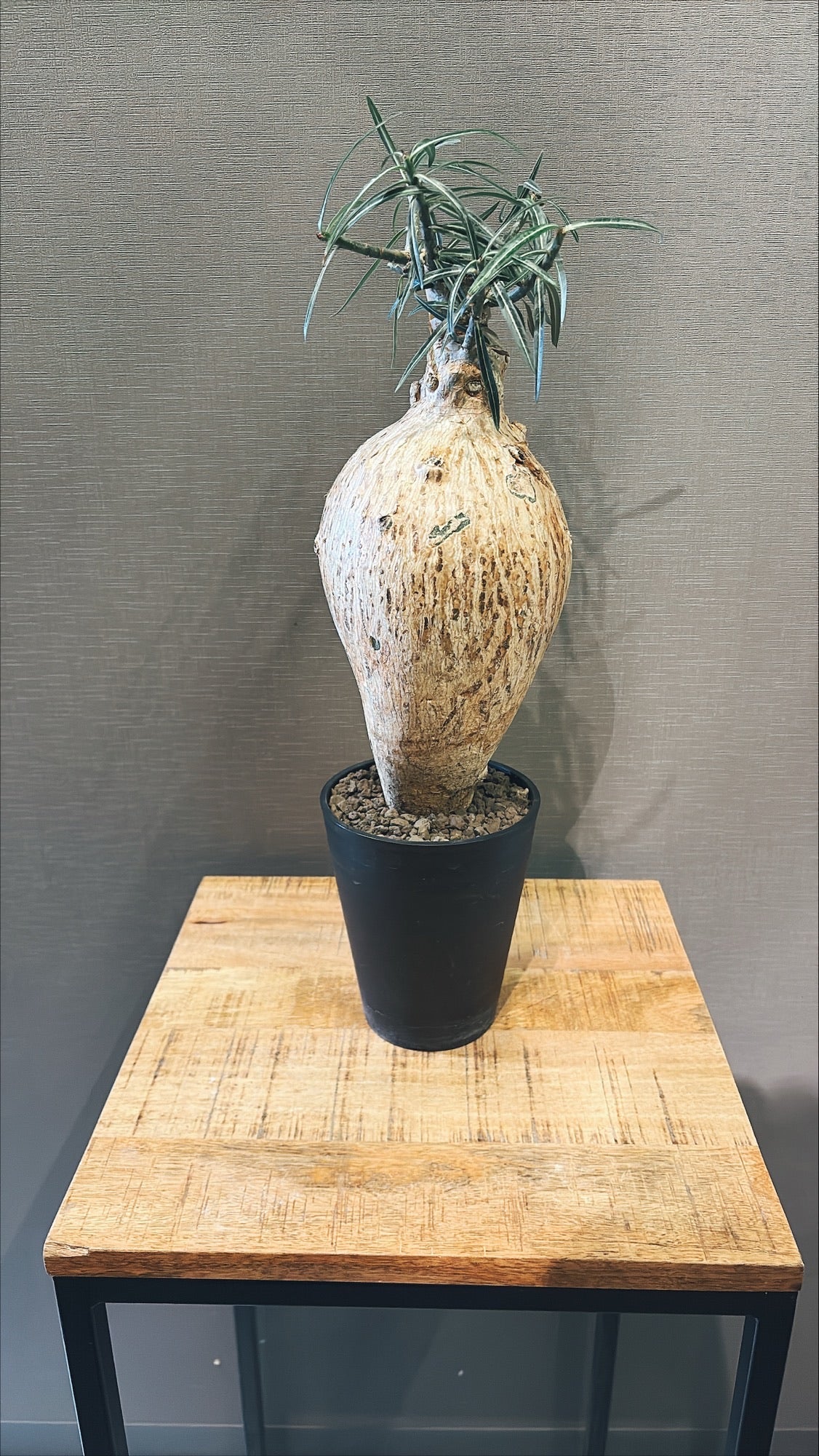 【東京都23区内の方のみ購入可】【送料無料】アデニウム ソマレンセ 5号鉢