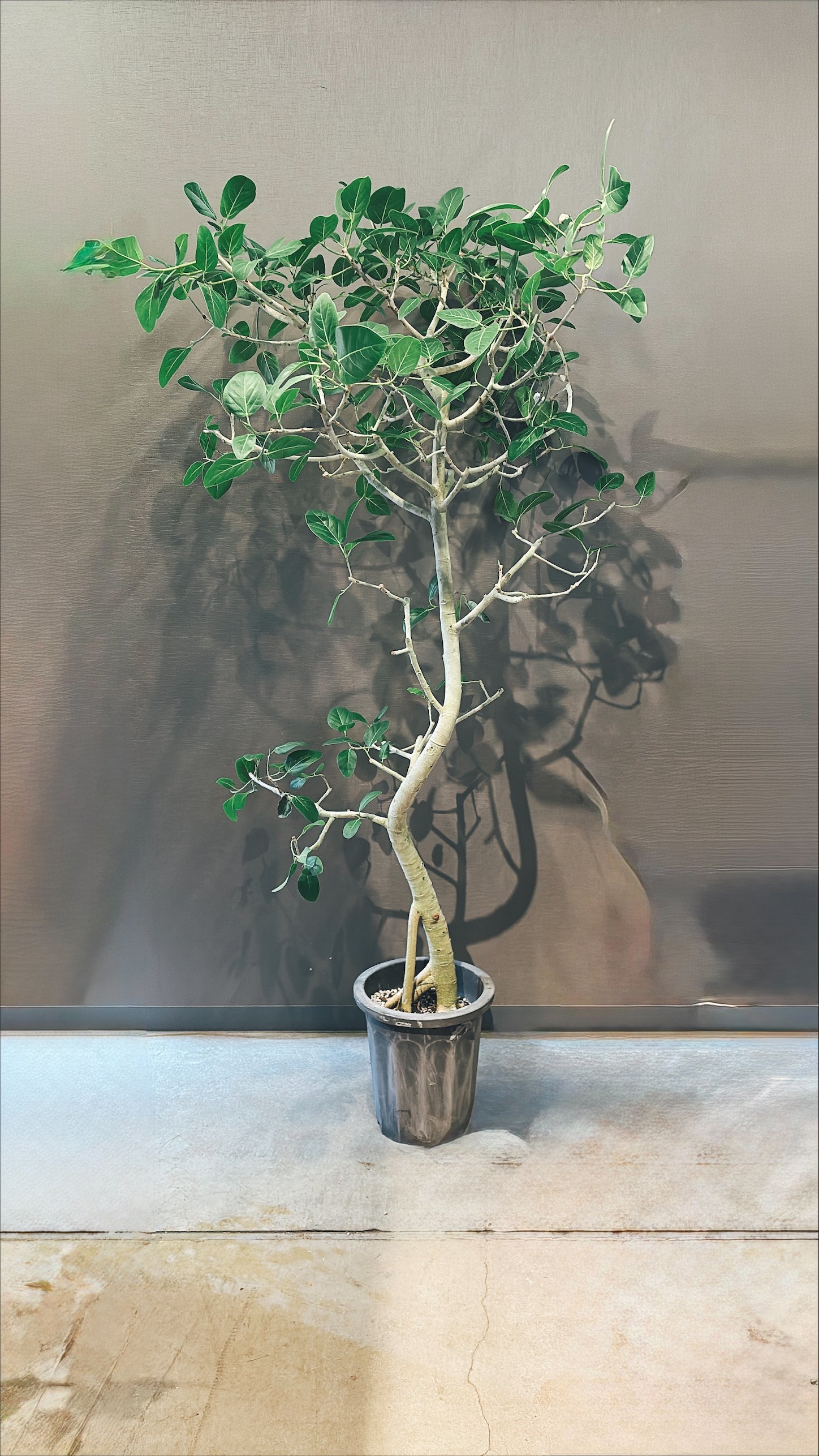 【東京都23区内の方のみ購入可】【送料無料】 フィカス ベンガレンシス 10号