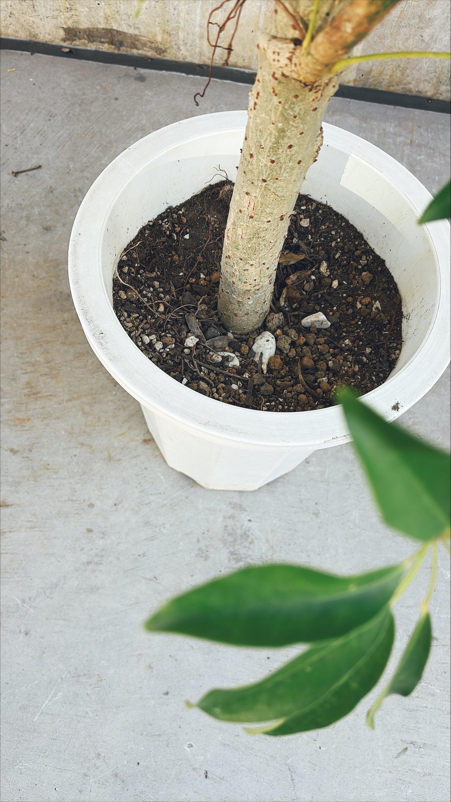 【東京都23区内の方のみ購入可】【送料無料】 シェフレラ 10号H