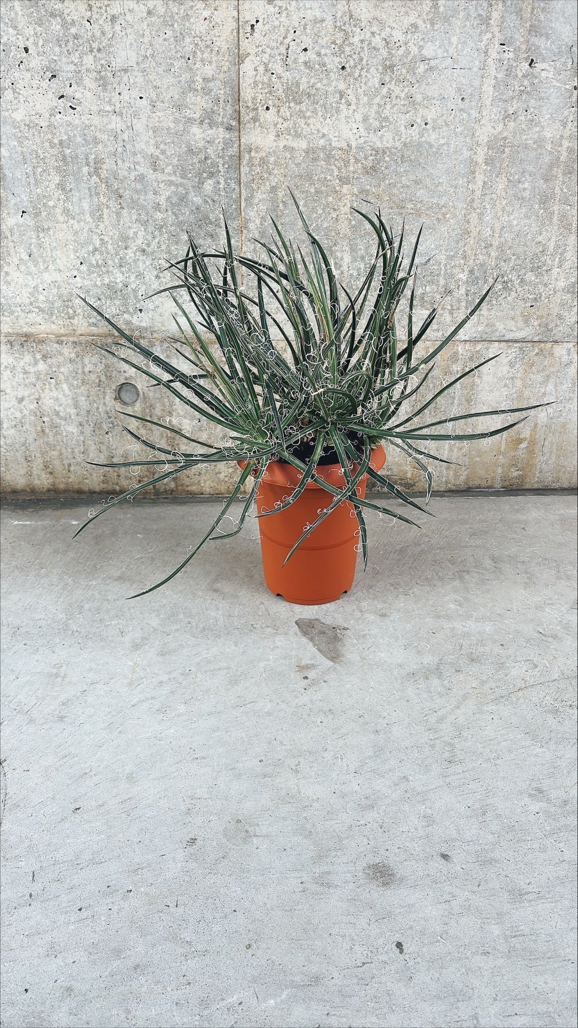 【東京都23区内の方のみ購入可】【送料無料】 アガベ・ゲミニフローラ 7号